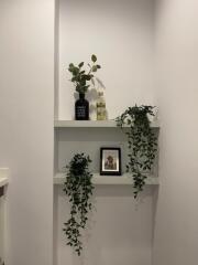 Decorative shelving with plants and picture frame