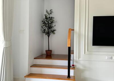 Staircase leading to next level with wooden steps and a potted plant