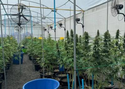 Cannabis Farm Factory for Sale – Prime Opportunity!