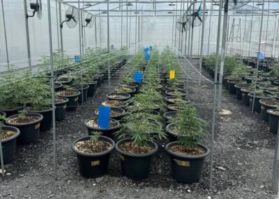 Cannabis Farm Factory for Sale – Prime Opportunity!