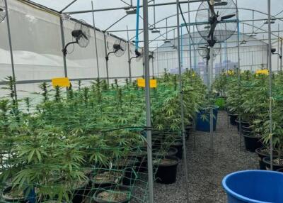 Cannabis Farm Factory for Sale – Prime Opportunity!