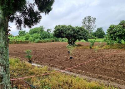 Fertile agricultural land with trees and saplings