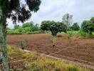 Fertile agricultural land with trees and saplings