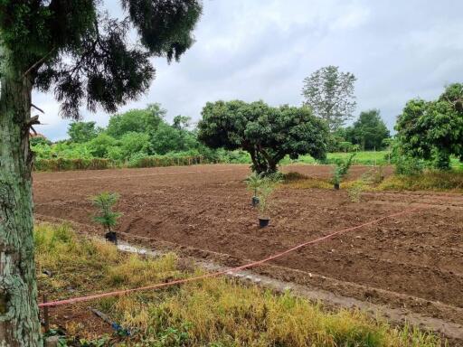 Fertile agricultural land with trees and saplings