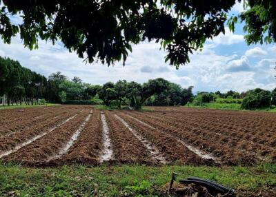 Agricultural field with planted rows of crops