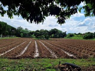 Agricultural field with planted rows of crops