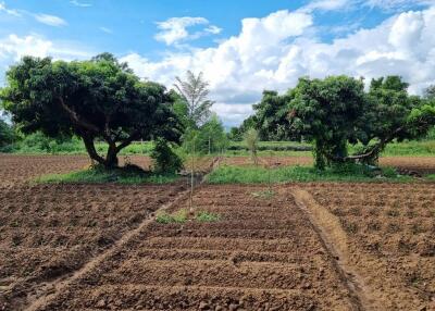 Farmland with trees and clear sky