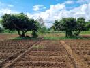 Farmland with trees and clear sky