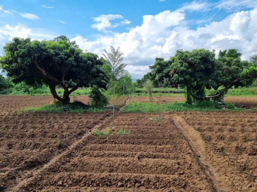 Farmland with trees and clear sky