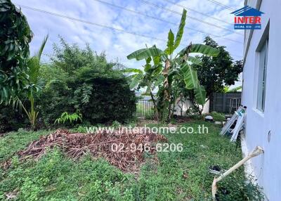 Lush garden with banana trees and greenery