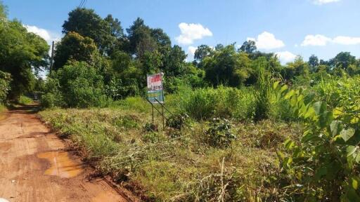 Open land with greenery