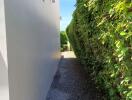 Narrow pathway beside a house with hedge