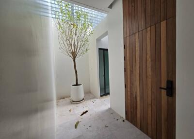 Minimalist entryway with potted tree and wooden door