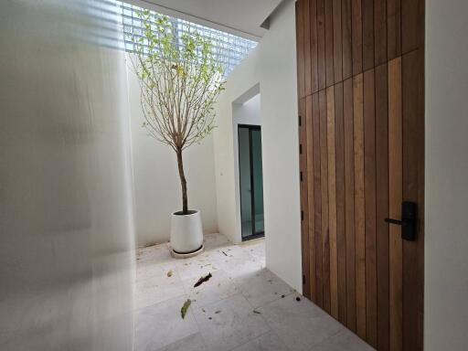 Minimalist entryway with potted tree and wooden door