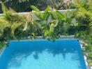 Swimming pool with lush green plants