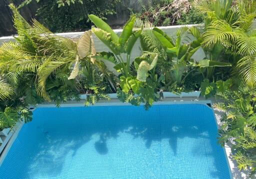 Swimming pool with lush green plants