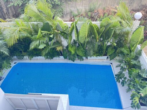 Outdoor private swimming pool with lush greenery