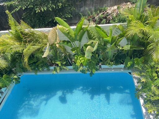 Aerial view of a swimming pool surrounded by lush greenery