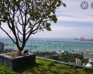 Rooftop garden with scenic ocean view