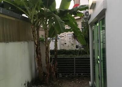 Garden with plants and tiled path