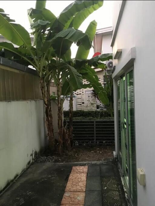 Garden with plants and tiled path