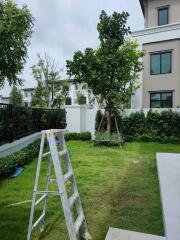 Backyard with a ladder and a newly planted tree