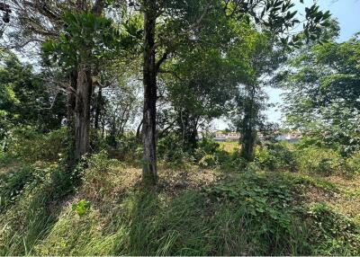 Pristine 42,836 sq.m. (26-3-9(1/10) Rai) Land in Si Sunthon, Phuket