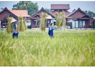 Huge 15 Rai Resort 56 Bungalows in Mae Nam 250M