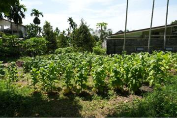 The land for sale near Bangkok Hospital 4 Rai 25 Sq.w.