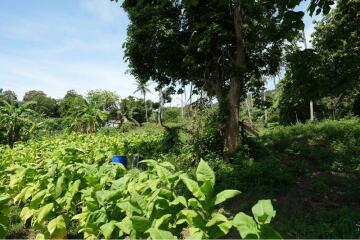 The land for sale near Bangkok Hospital 4 Rai 25 Sq.w.