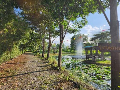 Gravel walkway alongside a pond in a lush garden