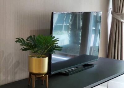 Living room with TV and potted plant on a cabinet