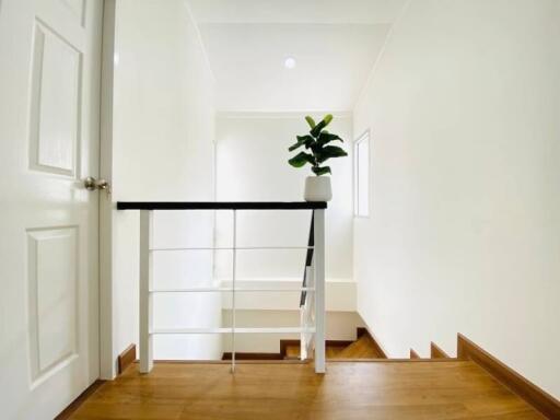 Clean and bright stairwell with wooden flooring and a potted plant