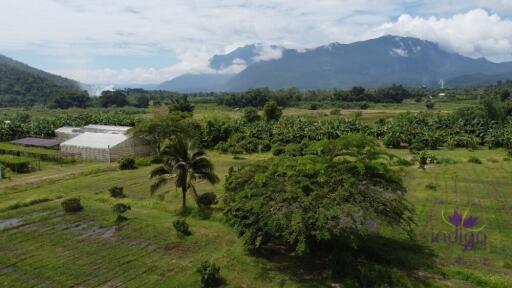 Countryside living. Riverfront 4 Bedroom teak house on a farm surrounded by beautiful mountain view. Chiang Dao, Chiang Mai