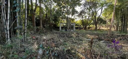 Land for sale 148 Sqw, near Mae Jo University , Paphai ,Sansai , Chiang Mai