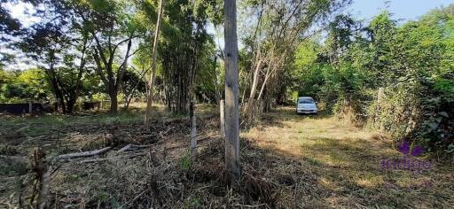 Land for sale 148 Sqw, near Mae Jo University , Paphai ,Sansai , Chiang Mai