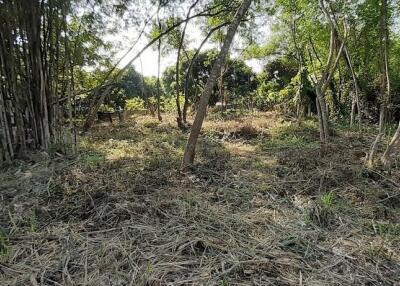 Land for sale 148 Sqw, near Mae Jo University , Paphai ,Sansai , Chiang Mai