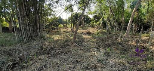 Land for sale 148 Sqw, near Mae Jo University , Paphai ,Sansai , Chiang Mai