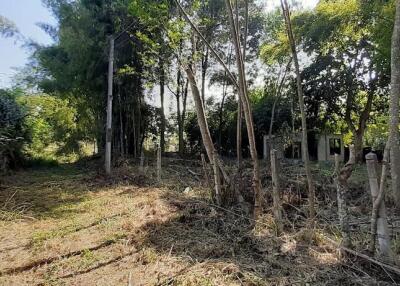 Land for sale 148 Sqw, near Mae Jo University , Paphai ,Sansai , Chiang Mai