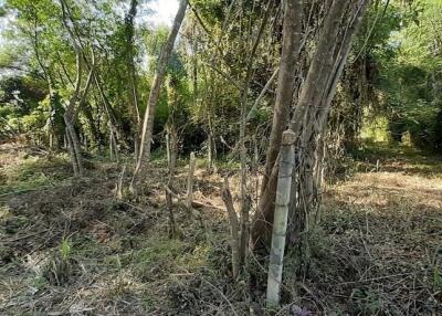 Land for sale 148 Sqw, near Mae Jo University , Paphai ,Sansai , Chiang Mai