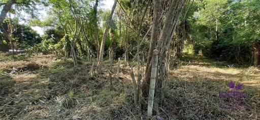 Land for sale 148 Sqw, near Mae Jo University , Paphai ,Sansai , Chiang Mai