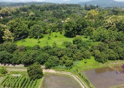 Beautiful sloping plot of land 4 rai 1 ngan 91 wah with amazing view of ricefield and mountains for sale amongst nature in Saluang, Mae Rim.