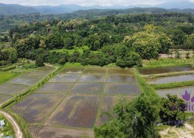 Beautiful sloping plot of land 4 rai 1 ngan 91 wah with amazing view of ricefield and mountains for sale amongst nature in Saluang, Mae Rim.