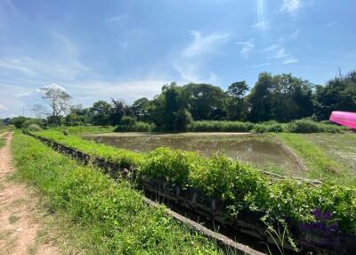 Beautiful rice field land surrounded by mountains land size 5 rai 2 ngan 22 wah in Saluang, Mae Rim, Chiang Mai