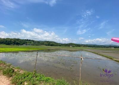 Beautiful rice field land surrounded by mountains land size 5 rai 2 ngan 22 wah in Saluang, Mae Rim, Chiang Mai