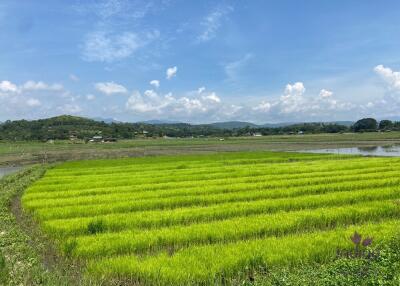 Beautiful rice field land surrounded by mountains land size 5 rai 2 ngan 22 wah in Saluang, Mae Rim, Chiang Mai