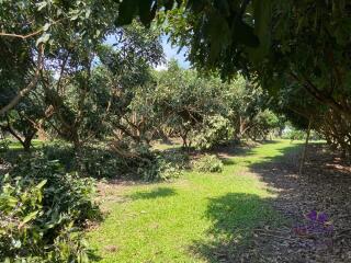 Land with 2 houses Lovely property in Mae Rim countryside ideal as a holiday home or a hobby farm.