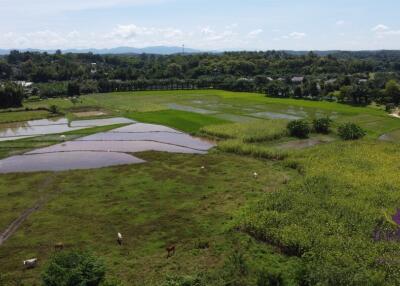 Beautiful plots of rice field land for sale in Saluang, Mae Rim