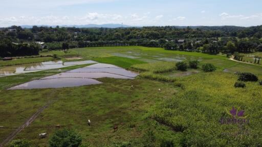 Beautiful plots of rice field land for sale in Saluang, Mae Rim