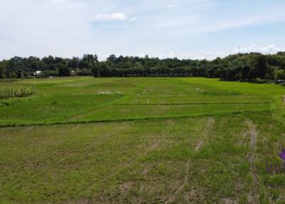 Beautiful plots of rice field land for sale in Saluang, Mae Rim